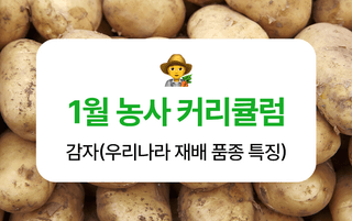 감자 농사도우미님의 감자 · 농사길잡이 작성글 사진