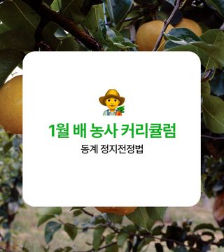 배 농사도우미님의 배 · 일상 작성글 사진