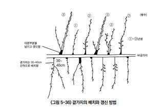 배 농사도우미님의 배 · 일상 작성글 사진