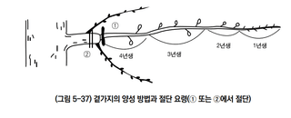 배 농사도우미님의 배 · 일상 작성글 사진