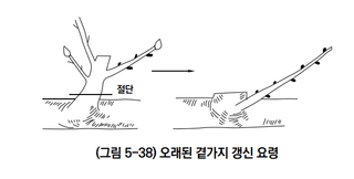 배 농사도우미님의 배 · 일상 작성글 사진