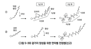 배 농사도우미님의 배 · 일상 작성글 사진