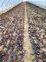 팜모닝 · 게시글 이미지