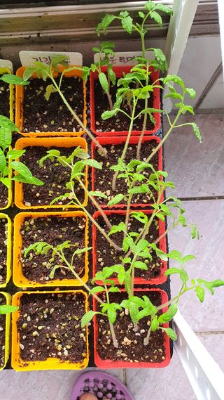 heeya님의 기타작물 · 병해충상담 작성글 사진