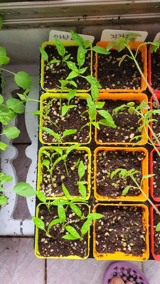 heeya님의 기타작물 · 병해충상담 작성글 사진