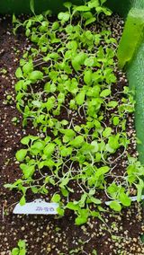 팜모닝 기타작물·병해충상담 게시글 이미지