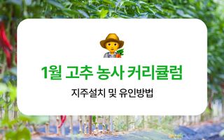 고추 농사도우미님의 고추 · 지주설치•유인•성장 작성글 사진