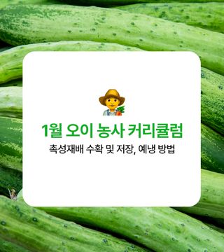 오이 농사도우미님의 오이 · 농사길잡이 작성글 사진