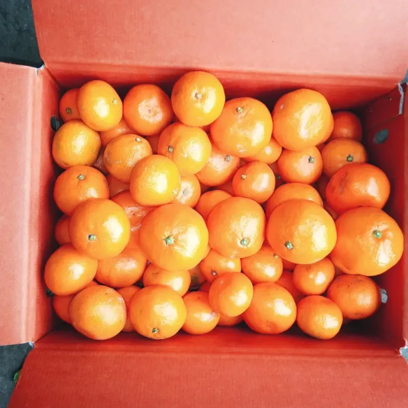 대정골귤꽃농원님의 장터 판매 상품 [신년할인 판매 노지귤 10키로] 첨부 사진