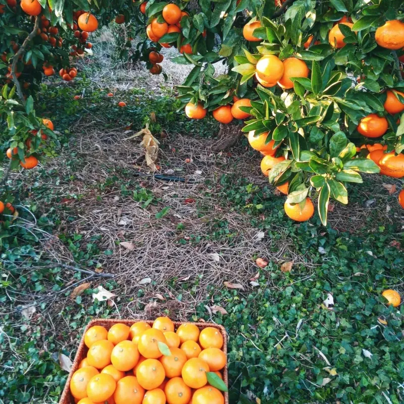 대정골귤꽃농원님의 장터 판매 상품 [신년할인 판매 노지귤 10키로] 첨부 사진