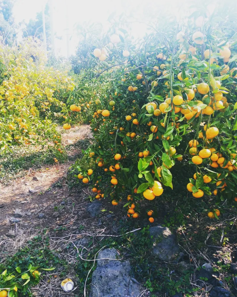 대정골귤꽃농원님의 장터 판매 상품 [신년할인 판매 노지귤 10키로] 첨부 사진