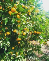 팜모닝 · 게시글 이미지