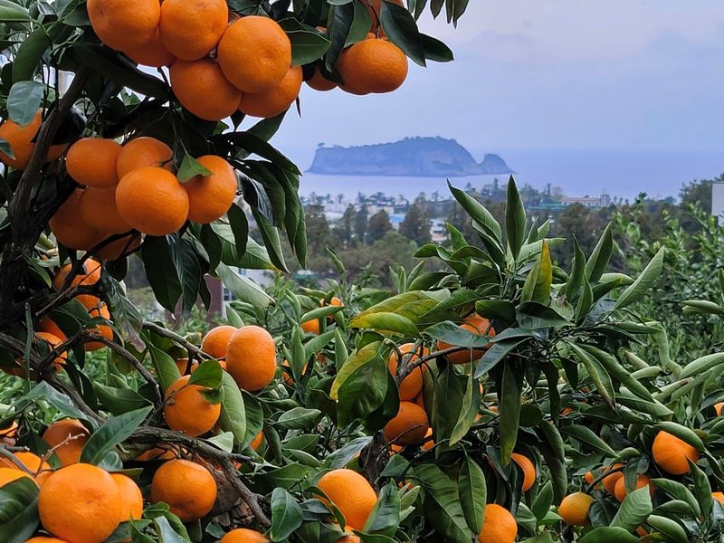 장터 상품 [🍊당도 높은 맛있는 서귀포  조생 감귤🍊  10kg ] 썸네일