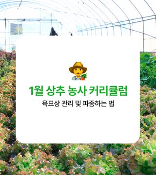 상추 농사도우미님의 상추 · 농사길잡이 작성글 사진