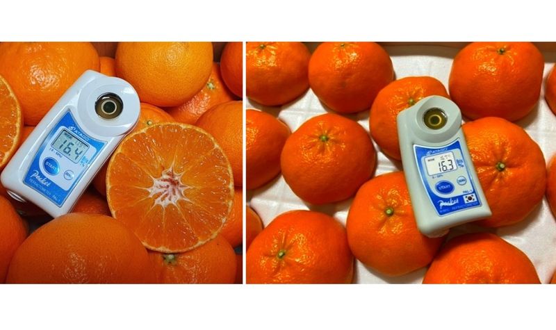 장터 상품 [백화점 레드향 특가판매] 썸네일