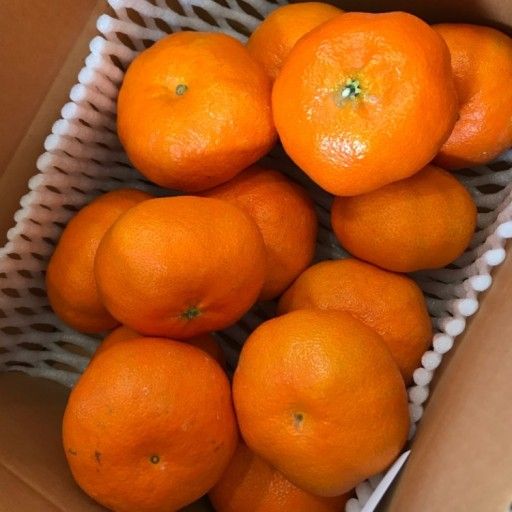 김우주님의 장터 판매 상품 [백화점 레드향 특가판매] 첨부 사진