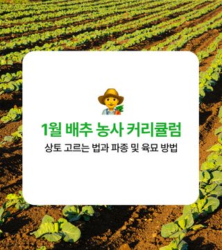 배추 농사도우미님의 배추 · 파종•정식 작성글 사진