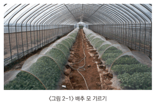 배추 농사도우미님의 배추 · 파종•정식 작성글 사진