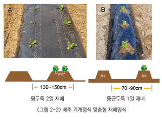 배추 농사도우미님의 배추 · 파종•정식 작성글 사진