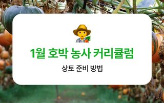 호박 농사도우미님의 호박 · 농사길잡이 작성글 사진