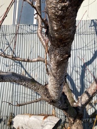 화도농부 님의 복숭아 · 병해충상담 작성글 사진