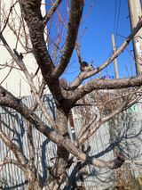 팜모닝 복숭아·병해충상담 게시글 이미지