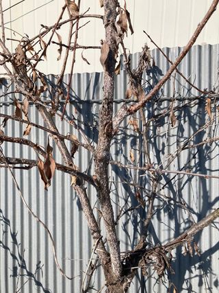 화도농부 님의 복숭아 · 병해충상담 작성글 사진