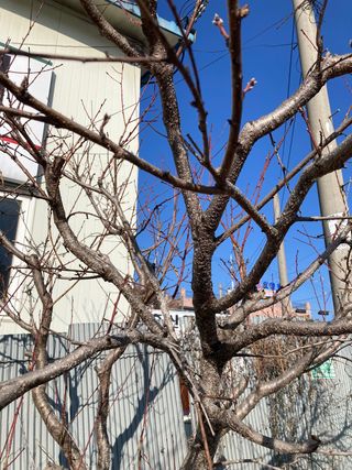 화도농부 님의 복숭아 · 병해충상담 작성글 사진