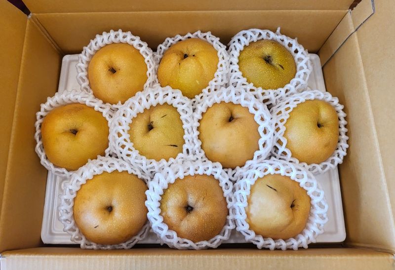 일향 님의 장터 판매 상품 [신고배 -  8 kg [판매완료]] 첨부 사진