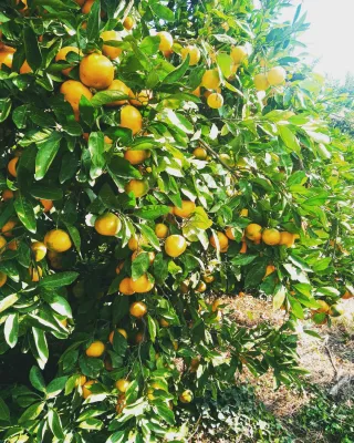 대정골귤꽃농원님의 작성글 사진