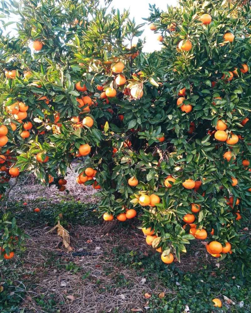 대정골귤꽃농원님의 장터 판매 상품 [신년 할인판매 노지귤 10키로] 첨부 사진