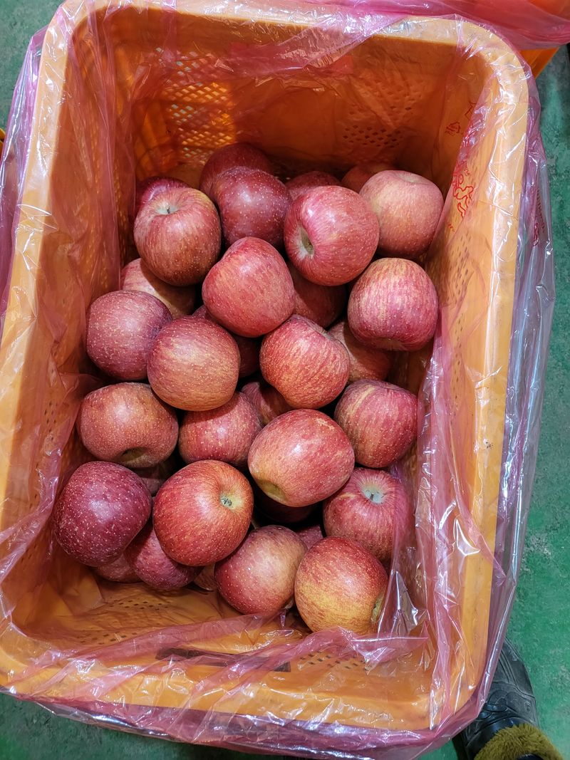 장터 상품 [부사] 썸네일