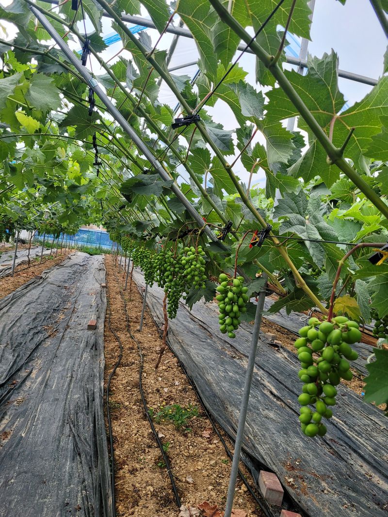 이원규님의 장터 판매 상품 [샤인머스켓2kg택배비포함16000원] 첨부 사진