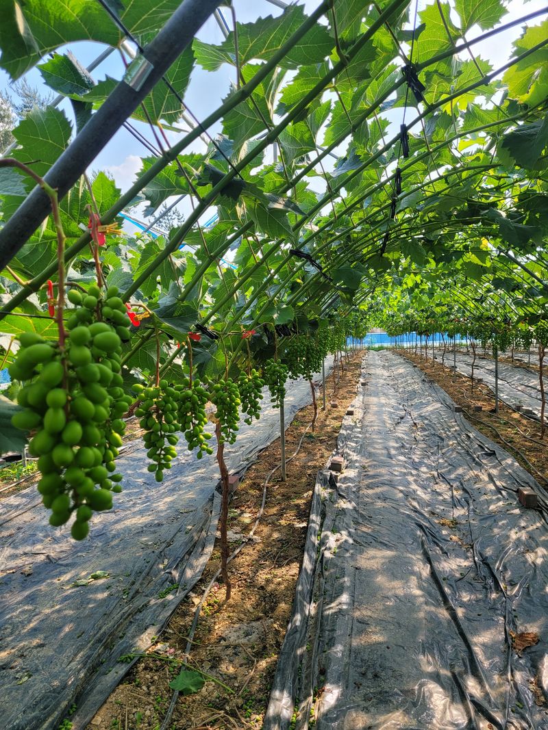 이원규님의 장터 판매 상품 [샤인머스켓2kg택배비포함16000원] 첨부 사진