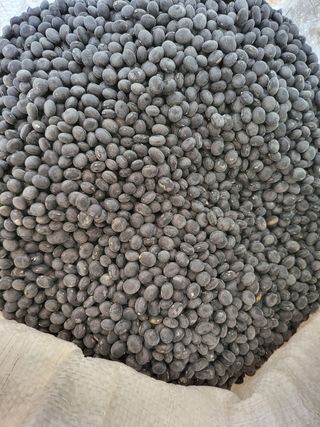 이행연님의 콩 · 자유게시판 작성글 사진