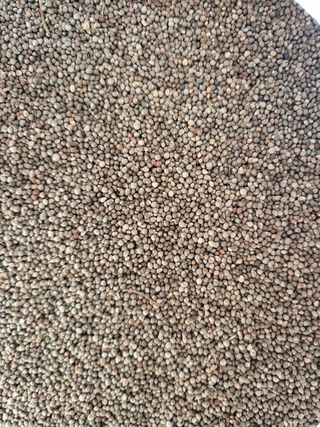 이행연님의 들깨 · 자유게시판 작성글 사진