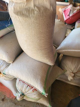 이행연님의 들깨 · 자유게시판 작성글 사진