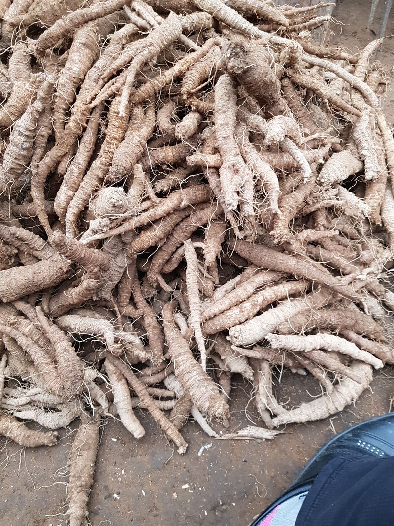 장터 상품 [더덕] 썸네일