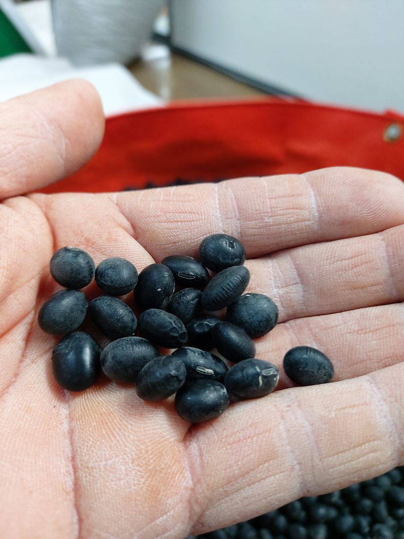 장터 상품 [새바람] 썸네일