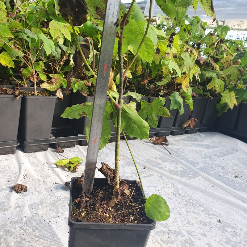 장터 상품 [가시없는엄나무묘목(화분묘)1주] 썸네일