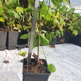 이기자농장님의 작성글 사진