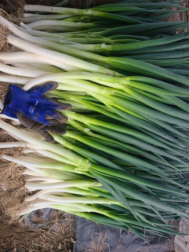 장터 상품 [산안 임자가 다한농장 대파 5kg] 썸네일