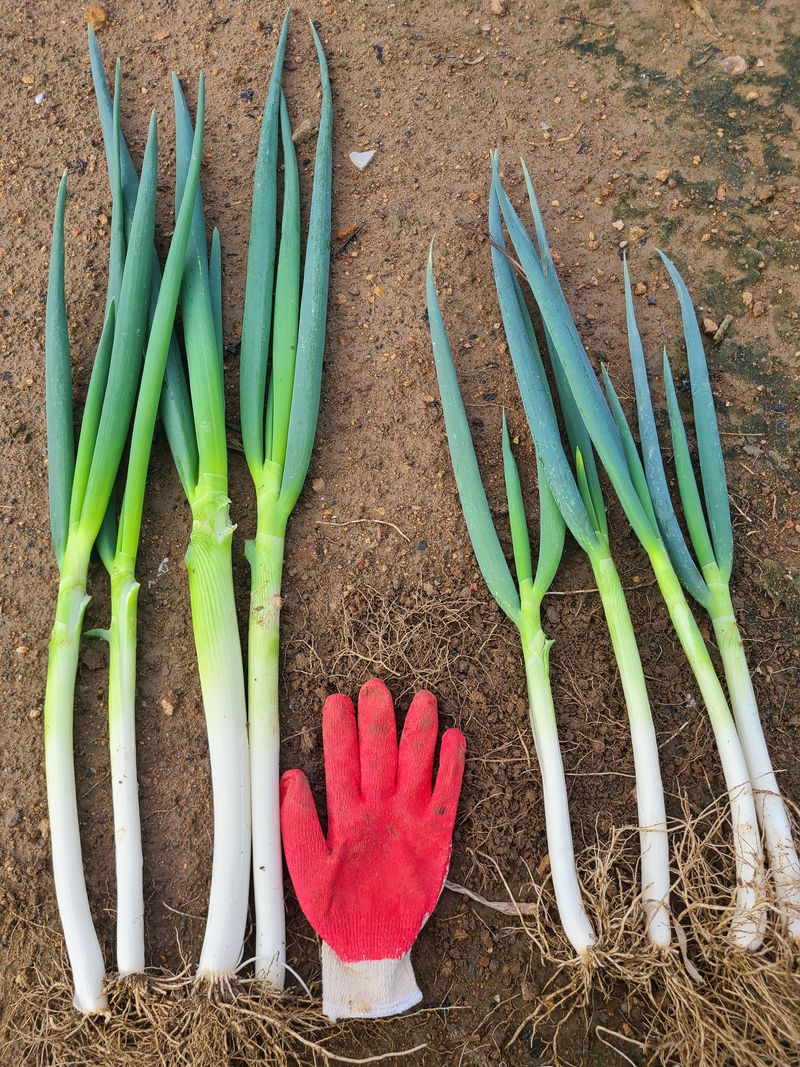 장터 상품 [신안 임자가다한농장 흙대파10kg] 썸네일