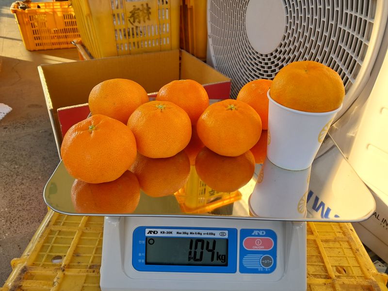 장터 상품 [레드향 5kg ] 썸네일