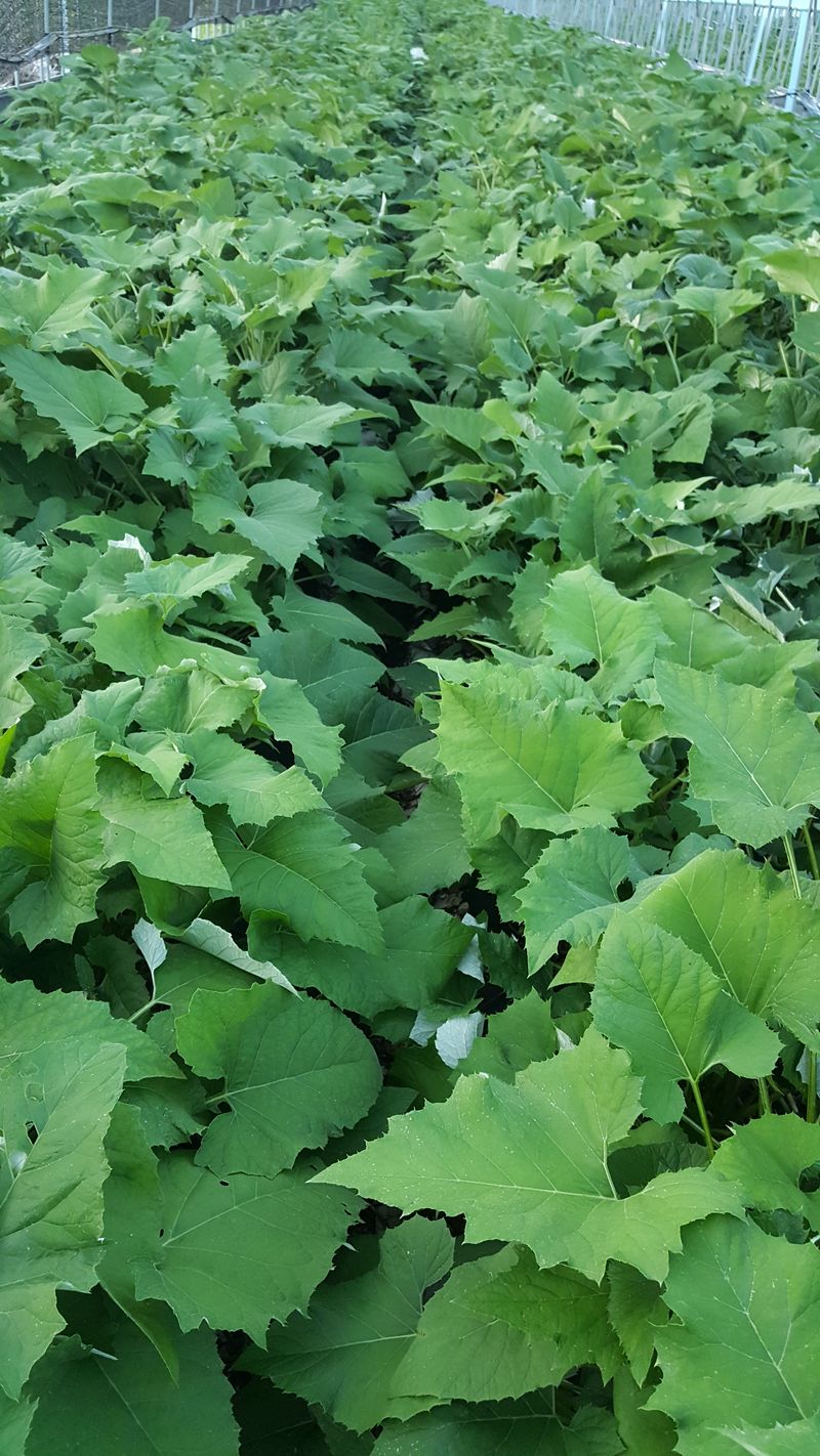 이기자농장님의 장터 판매 상품 [수리취(떡취)종근판매(10개1묶음)] 첨부 사진