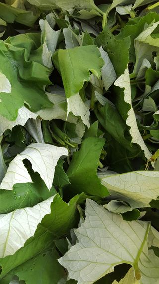 이기자농장님의 작성글 사진