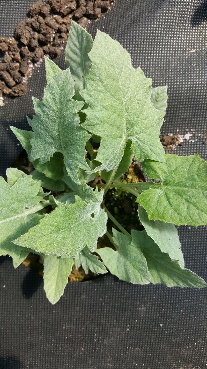 장터 상품 [수리취(떡취)종근판매(10개1묶음)] 썸네일