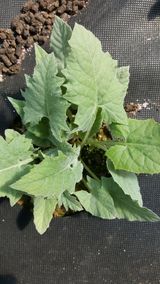 팜모닝 · 게시글 이미지