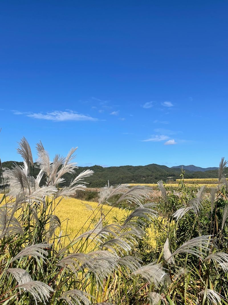 장터 상품 [말린 가지 1kg] 썸네일