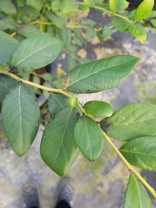 하늘농원님의 블루베리 · 병해충상담 작성글 사진